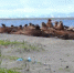 Моржи необычайно рано вышли на сушу в районе косы Мечигмен на востоке Чукотки - ИА Чукотка