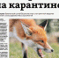 Все мероприятия в рамках карантина по бешенству проводятся в Анадыре в полном соответствии с федеральным и окружным законодательством - Газета Крайний Север