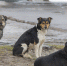 ❗️❗️❗️Уважаемые жители и гости Анадыря! - Администрация г.Анадырь
